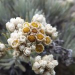 Bunga edelweis Bunga Abadi