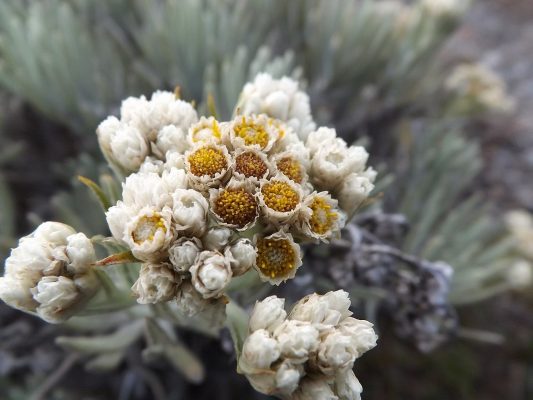 Bunga edelweis Bunga Abadi