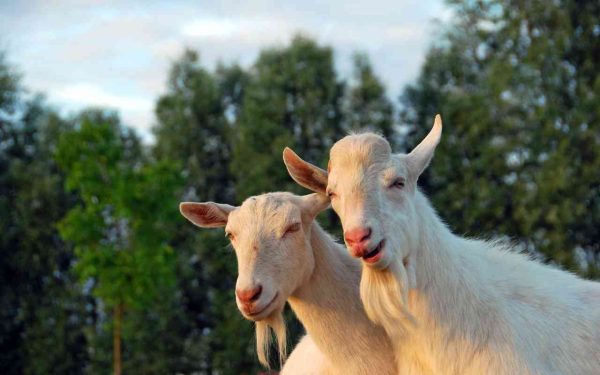Kambing Saanen Eropa